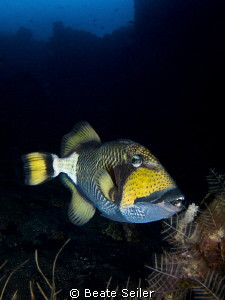 Triggerfish by Beate Seiler 